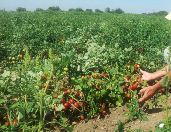 Раннеспелый и высокоурожайный представитель голландской селекции томат Солероссо
